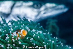 He's behind you! by Henley Spiers 
